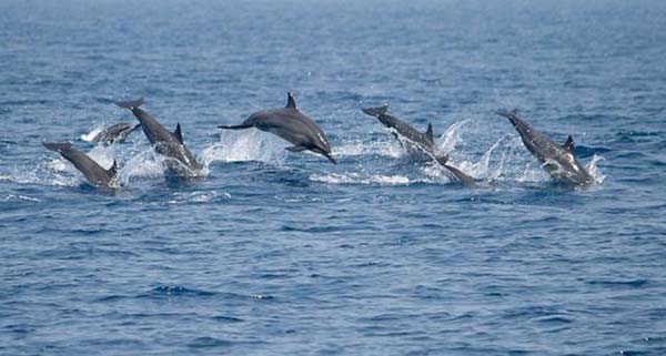 Dolphin-watching-in-Kalpitiya-Sri-Lanka
