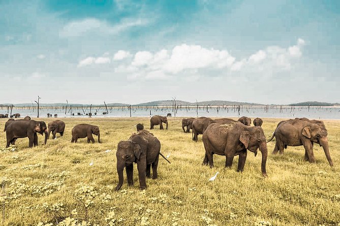wild life (1)